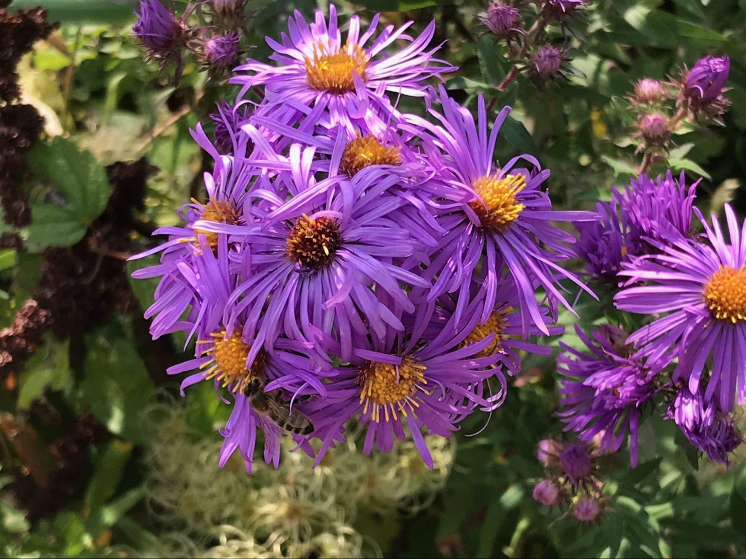 late-bloomers-quad-parishes-of-green-bay